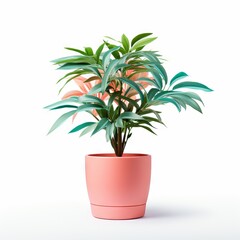 vibrant potted indoor plant isolated on white background