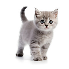 Tabby, Silver, Gray, Cat Kitten Isolated on White Background - Generative AI