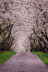 A narrow, enchanted lane, covered in fallen cherry blossoms, leads into a dreamy canopy of pink...
