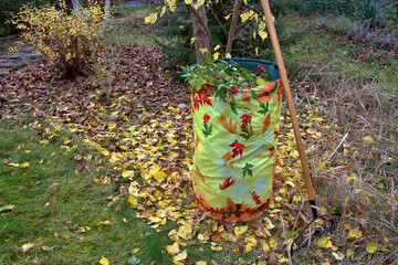 Gartenarbeit im Herbst. Äste abschneiden und Laub sammeln.