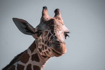 Fototapety  portrait of a giraffe