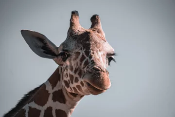 Raamstickers portrait of a giraffe © Aaron