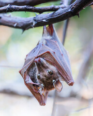 Fruit bat, in the day, hanging in a tree sleeping, in Botswana, Africa