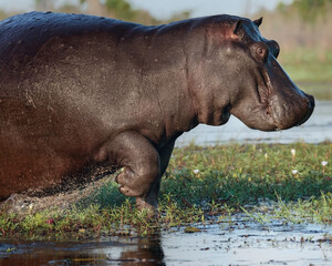 Large Hippopotamus, splashing in a river in the Okavango Delta, Botswana, Africa