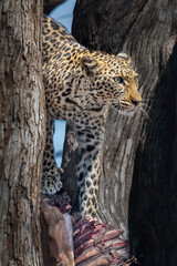Wild leopard in a tree with impala kill, Botswana, Africa