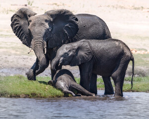 Group of 3 elephants, baby and adults. playing by the water in the Okavango Delta, Botswana, Africa