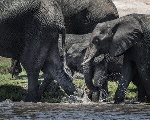 Close-up of group of elephants, babies and adults. in the Okavango Delta, Botswana, Africa