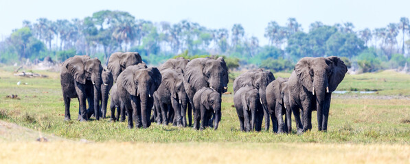 Large herd of elephants walking in the Okavango Delta, Botswana, Africa