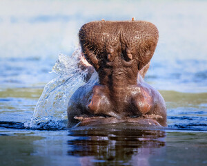 Close up large Hippopotamus, mouth open, splashing in a river in the Okavango Delta, Botswana,...