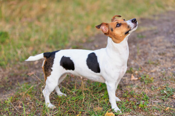 A cute Jack Russell Terrier dog asks a person for food in nature. Pet portrait with selective focus