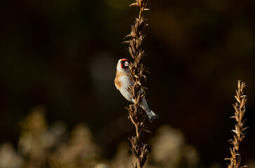 goldfinch bird on a branch, Carduelis carduelis, 