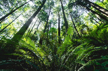 Fototapeta na wymiar Coastal Ferns and Trees in the Pacific Northwest