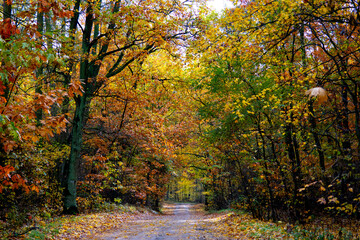 autumn in the forest, Poland