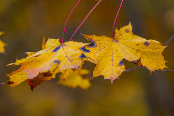 autumn maple leaves