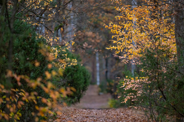 autumn in the forest, Poland