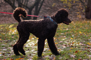 black poodle dog walking in the park on a leash in autumn