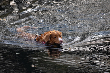 dog swimming in the riverScotia Duck Tolling Retriever