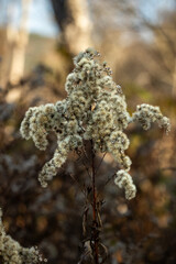 Beautiful flowering grass close-up