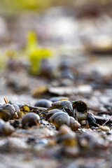 Snail Battlefield on a littered beach