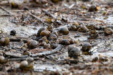 Snail apocalypse on a lakeside beach in Surry NH