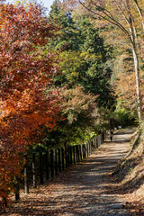 紅葉の中の遊歩道