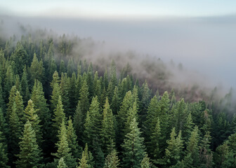 pine forest in the fog seen from the air