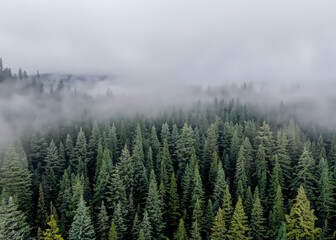 pine forest in the fog seen from the air