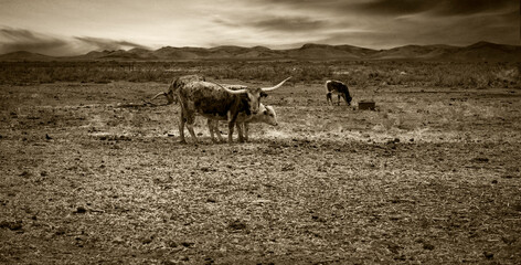 A group of miniatures Longhorn beef in a sepia color picture