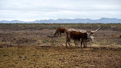 A group of miniatures Longhorn beefs