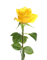 One beautiful yellow rose isolated on white