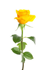 Obraz premium One beautiful yellow rose isolated on white