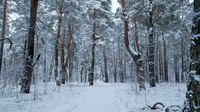Winter snow forest storm weather falling season white landscape