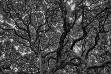 Tropical Monkery Pod Tree Canopy Under Overcast Skies in Black and White.
