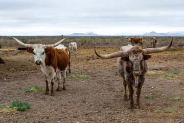 A group of miniatures Longhorn beefs