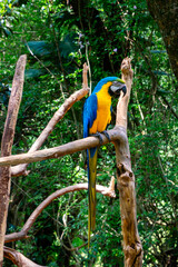 Blue-and-yellow macaw on top of a tree trunk