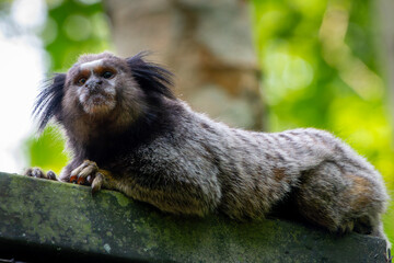 A marmoset resting on top of a fence