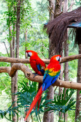Two scarlet macaws on top of a tree trunk