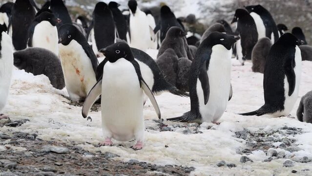Adelie Penguins on the nest at Paulet Island in Antarctica
