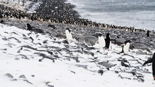 Adelie Penguins on the beach in Antarctica 