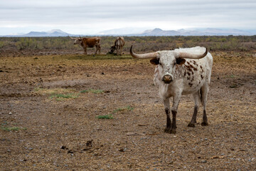 A group of miniatures Longhorn beefs in a New Mexico field
