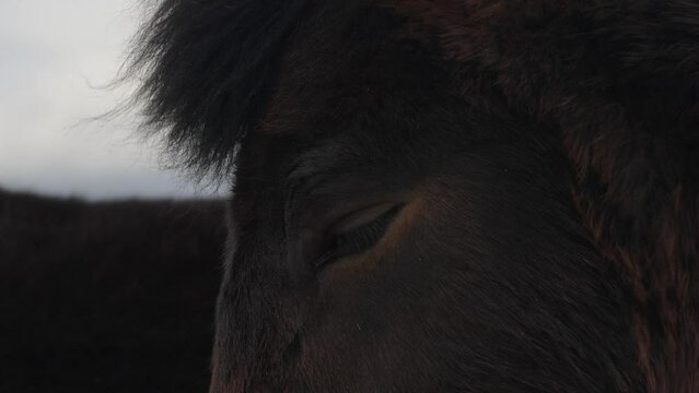 Close up of dark brown Icelandic horse eye and mane during windy day