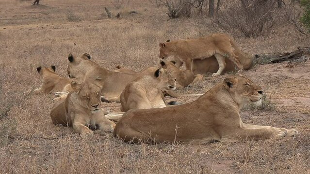 Lion pride resting together, a group of female lionesses and cubs