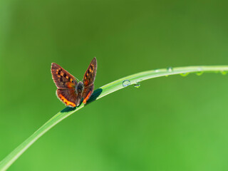 雨の雫とベニシジミ