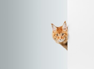 Funny cute smart cat behind the wall.