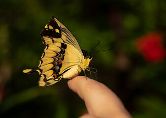 Alas no desplegadas correctamente