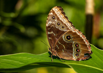 Mariposa gigante Búho