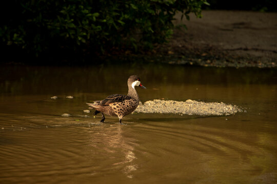 pato en el agua