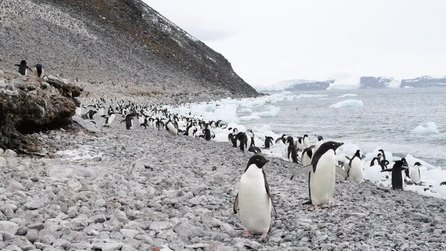 Adelie Penguins on the beach in Antarctica 
