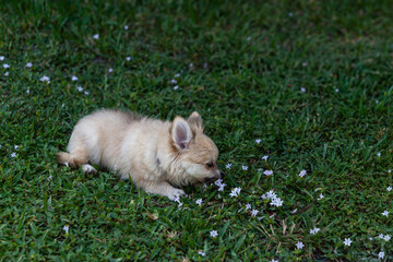 Eating grass in a green yard, a small Pomeranian puppy
