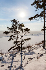 Silhouettes of spreading pine trees on shore of frozen Baikal Lake near Goloustnoye village on cold January day. Scenic winter landscape with low sun. Natural background. Winter travel and outdoors